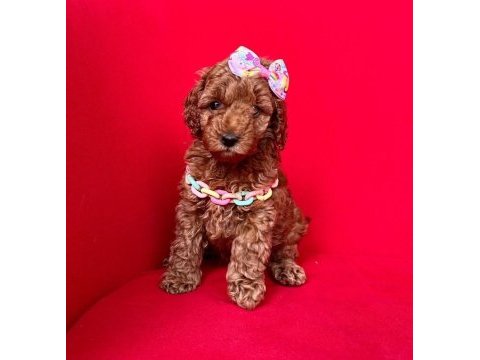 Sevimli toy poodle yavrularımız
