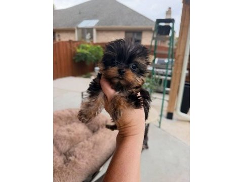 Yorkshire terrier yorki yavrusu