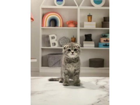 Scottish fold silver yavrularım 