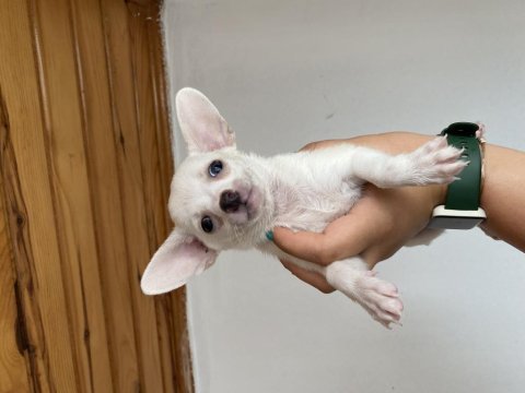 Chihuahua yavrularım