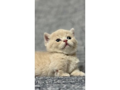 Lilac-golden-blue-golden tabby munchkin kedileri özel