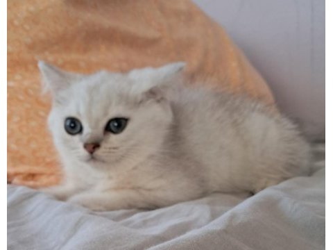 British shorthair silver erkek kedim