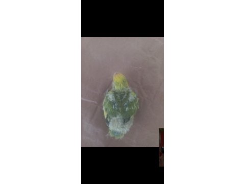 Ele alışık ısırmaz sevda papağanı yavrusu