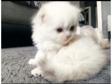 Scottish straight erkek yavru kedi