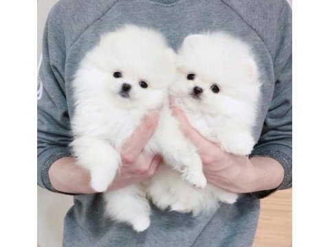 Dişi ve erkek pomeranian boo yavrularımız