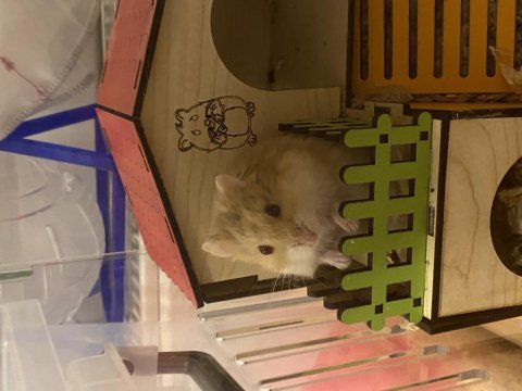 Ücretsiz hamster sahiplendiriyoruz