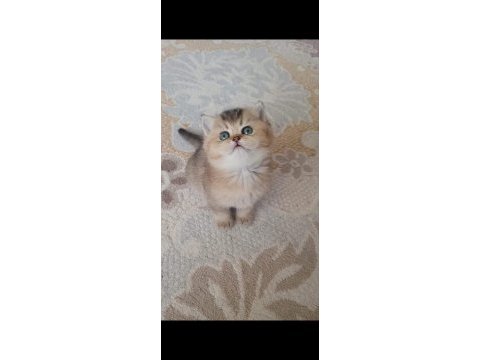 2 aylık golden ny11 british shorthair yavruları