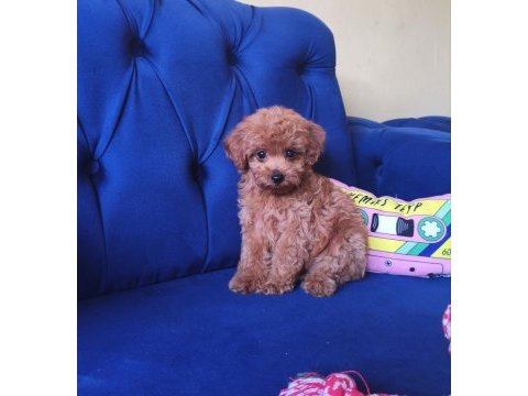 Toy poodle erkek güzeli
