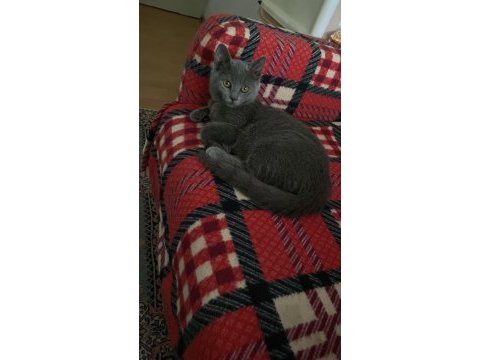 British shorthair 6 aylık dişi