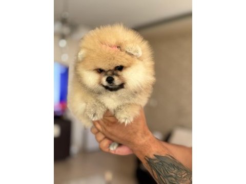 Bal gibi dışı pomeranian boo