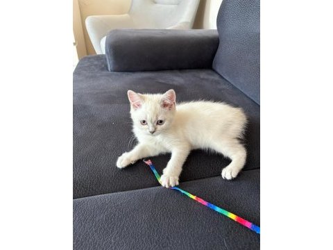2 aylık british shorthair