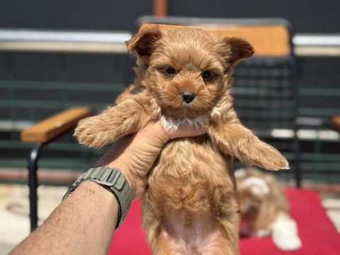 Petmode köpek çiftliğinde ziyarete açık morkie