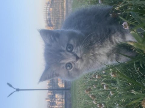 Yavru british shorthair