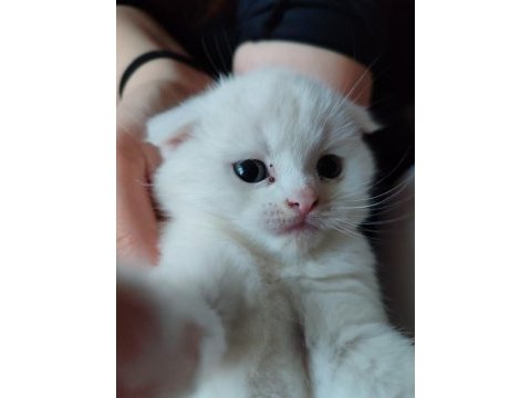 Beyaz bebiş british shorthair