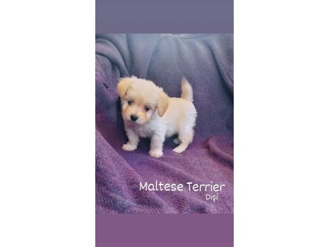 Teacup maltese terrierler