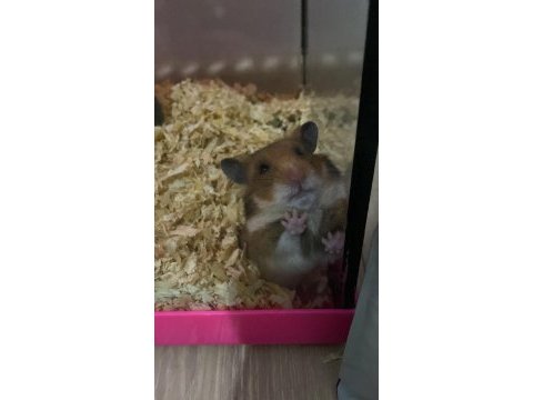 Suriye hamsteri