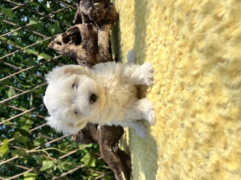 Güzeller güzeli maltese terrier yavrular