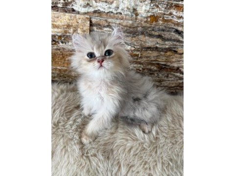 British longhair kedimiz