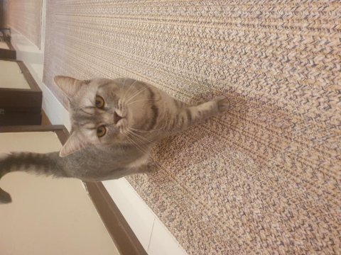 British shorthair 2 yaşında çipi var