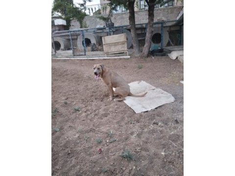 O bir alan koruma uzmanı cane corso