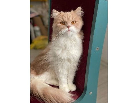 3 yaşında chinchilla dişimizi eş arıyoruz