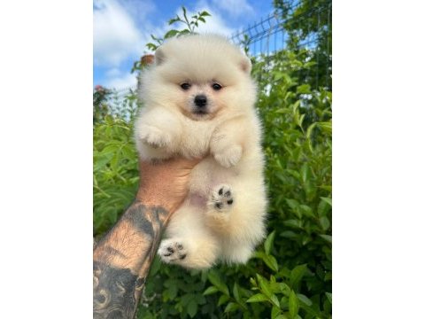 Pomeranian boo