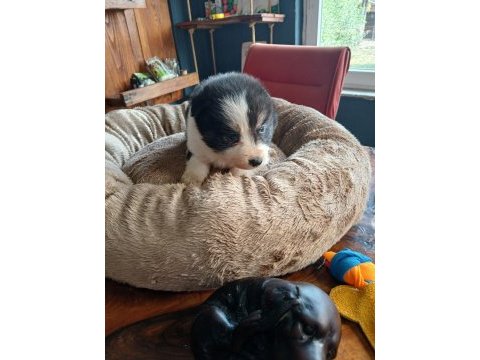 Border collie bebekler için acele edin