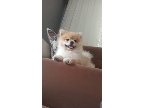 Ukrayna safkan pomeranian