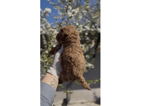 Original toy boy maltipoo yavruları