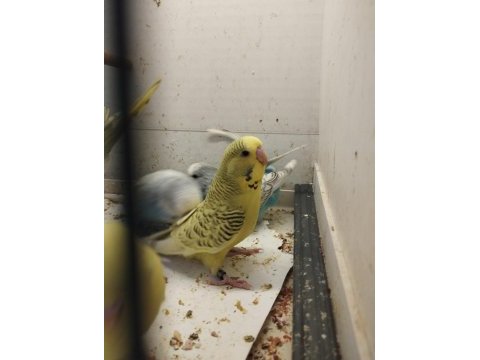 Yeni yeme düşen muhabbet kuşu yavrular