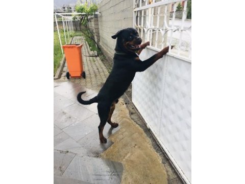 Daha iyisi yok a secereli uygun rottweiler