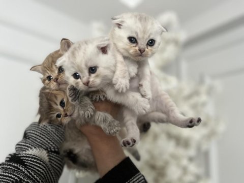Kedimiz yuva arıyor 1 aylık scottish fold