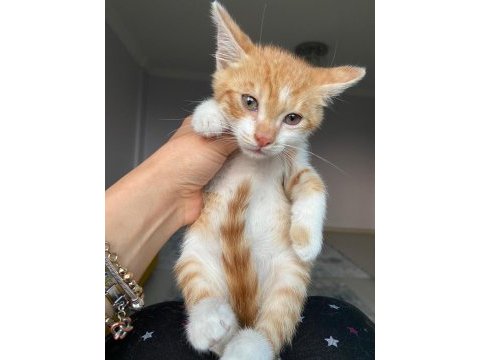 Bb namı diyar behlül böcek kedimiz yuva arıyor