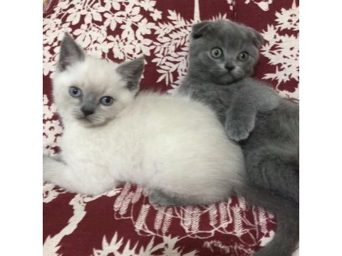 Safkan blue point mavi göz erkek blue scottish fold dişi