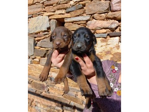 A kalite doberman bebekler