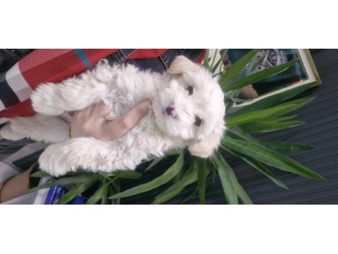 Maltese terier köpeğimiz