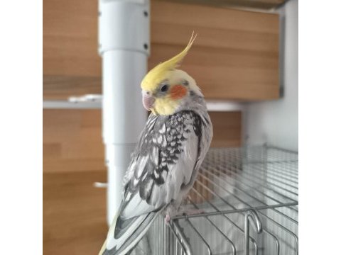 1 yaşında ele alışkın konuşan sultan papağanı