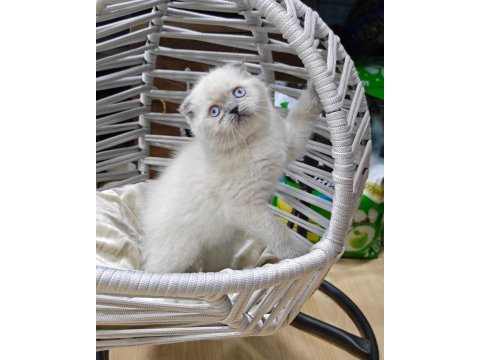 Oyuncu scottish fold 2.5 aylık
