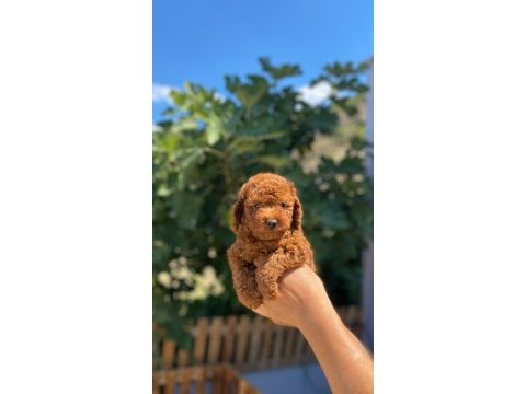 2 aylık orijinal poodle yavrularımız
