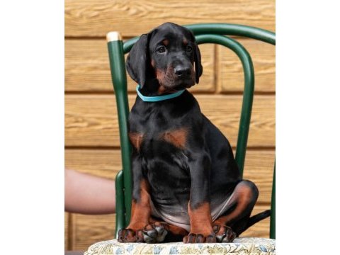 Evinizin neşesi doberman bebişler her yere kapıda öde
