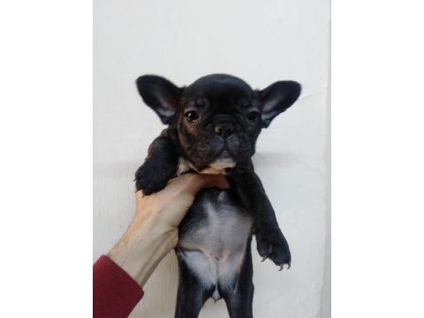French bulldog yavrularım