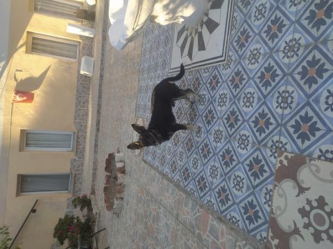 Fino 10 aylık erkek köpeğimiz