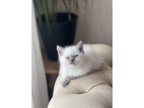 A kalite british shorthair blue point