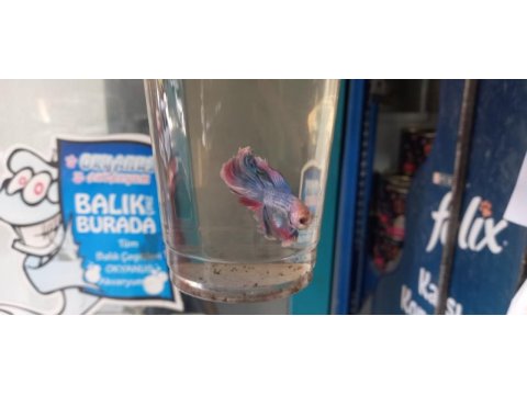 Satılık betta balıkları