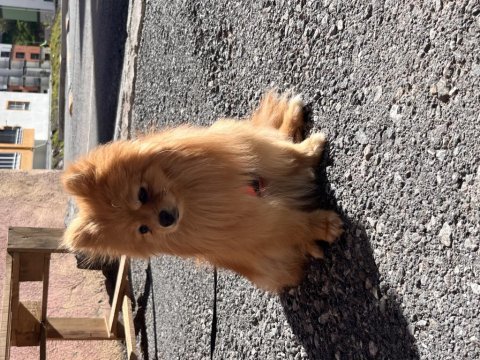 Pomeranian dişi 1 yaşında