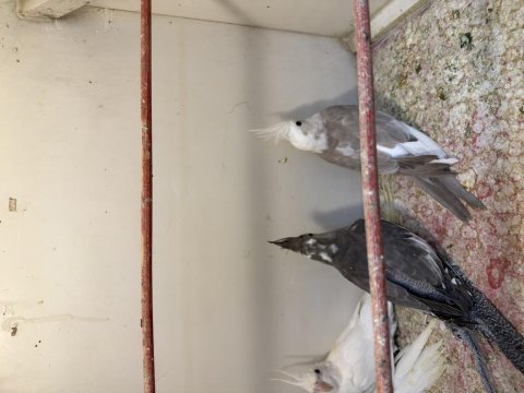 Renk renk sultan papağanı yavruları