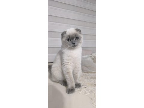 Blue point scottish fold