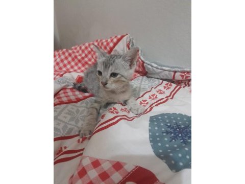 Ücretiz kediler