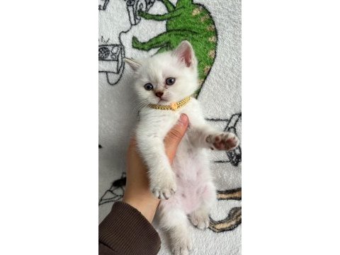 Minik british shorthair bebeğimiz