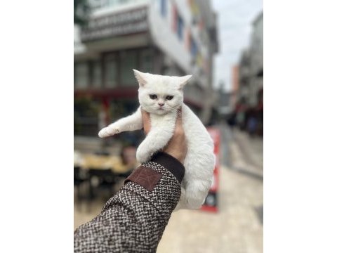 Bembeyaz pamuk gibi